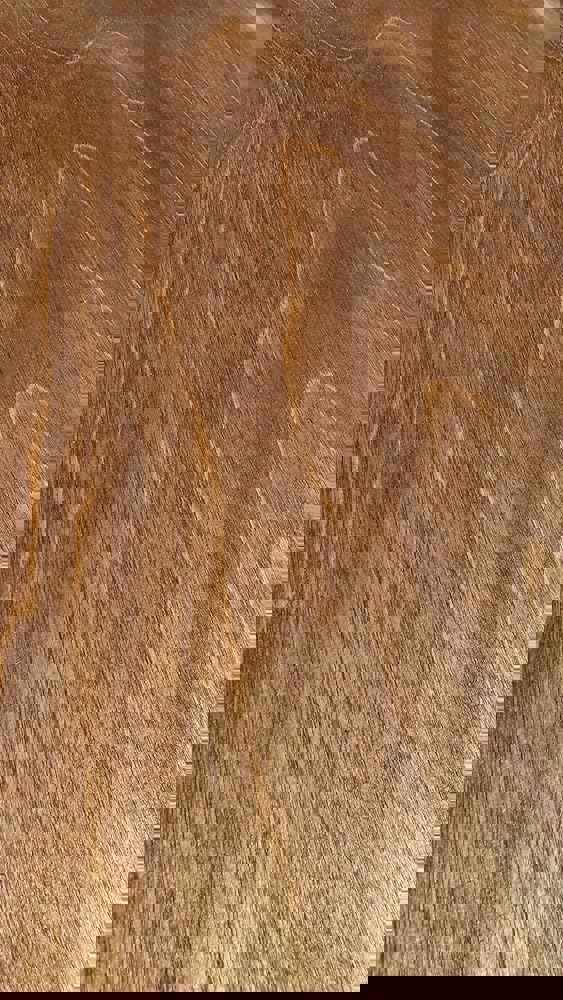 365590