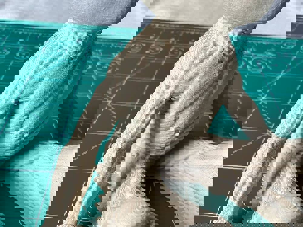 365532