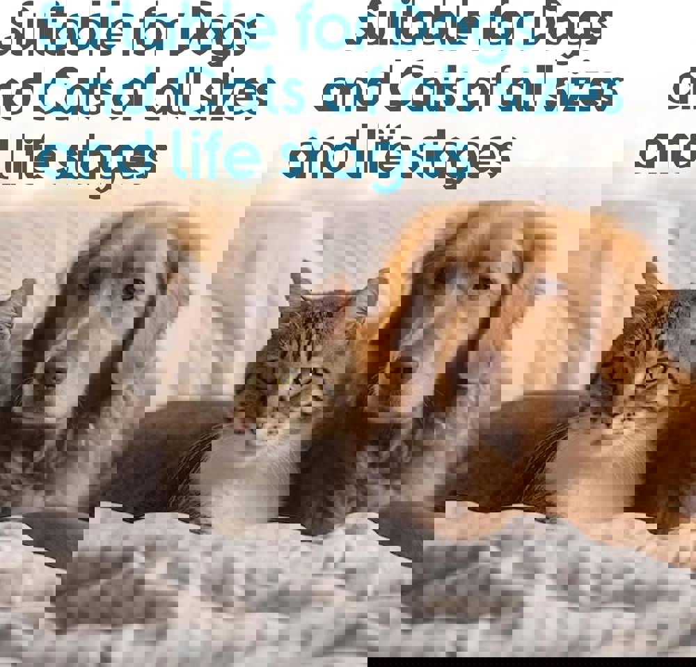 406829