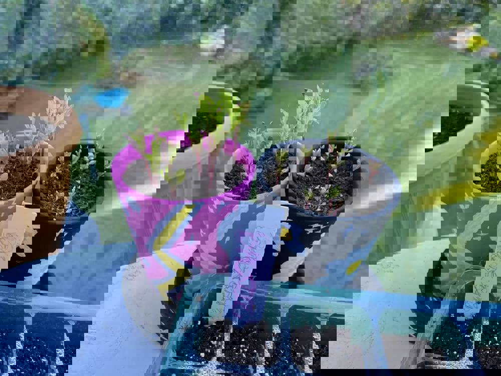 475195