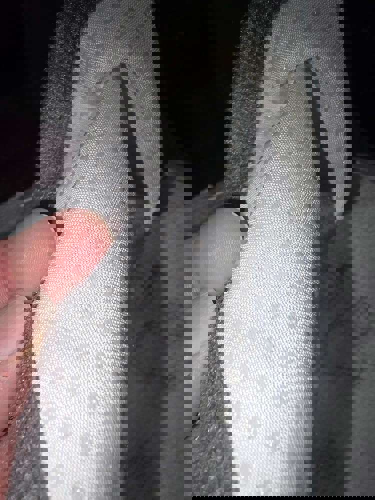 475297