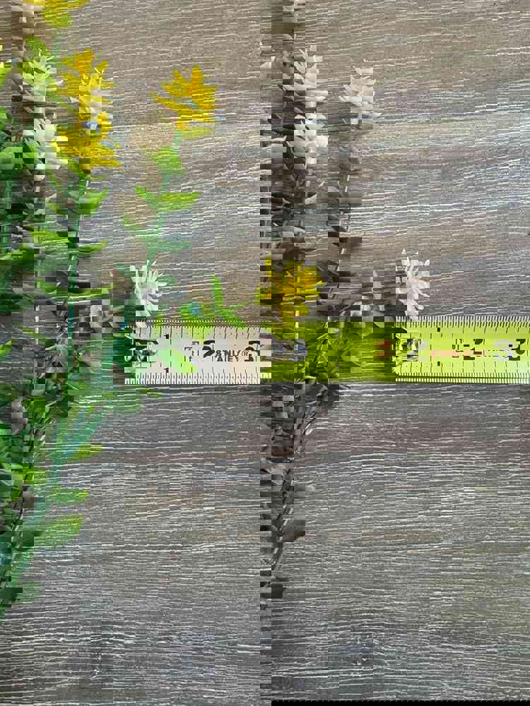 546081