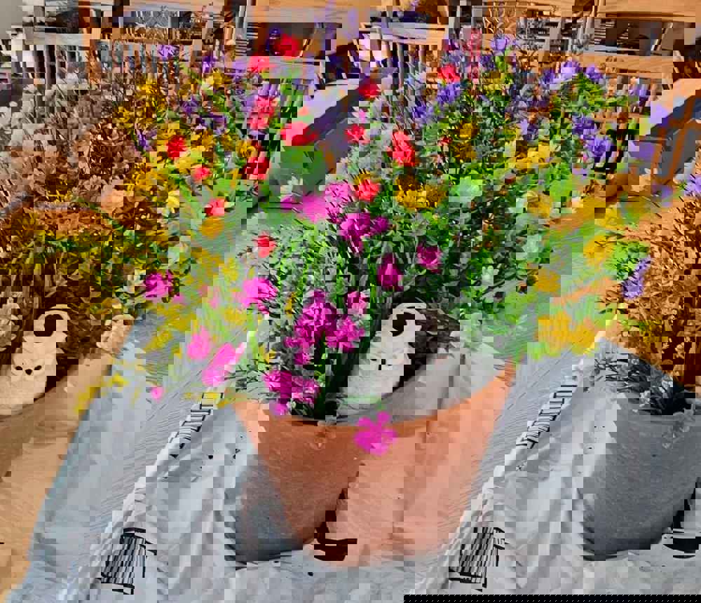 558808