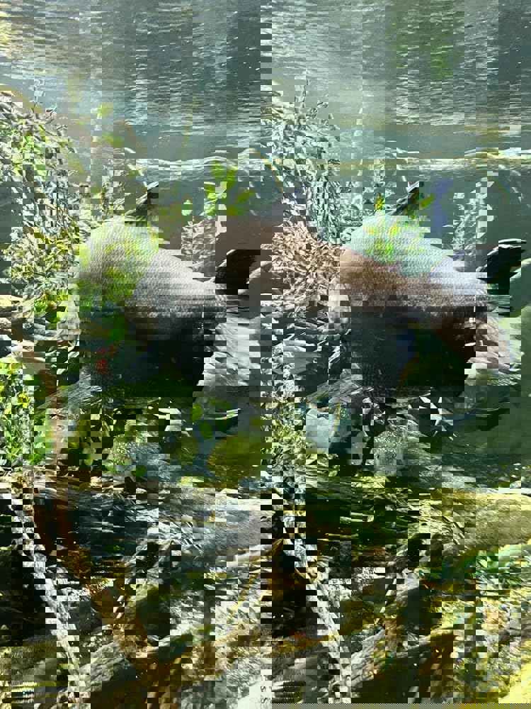 556583