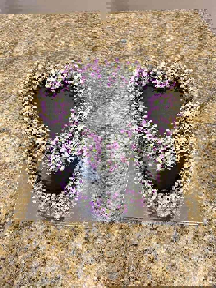 581572