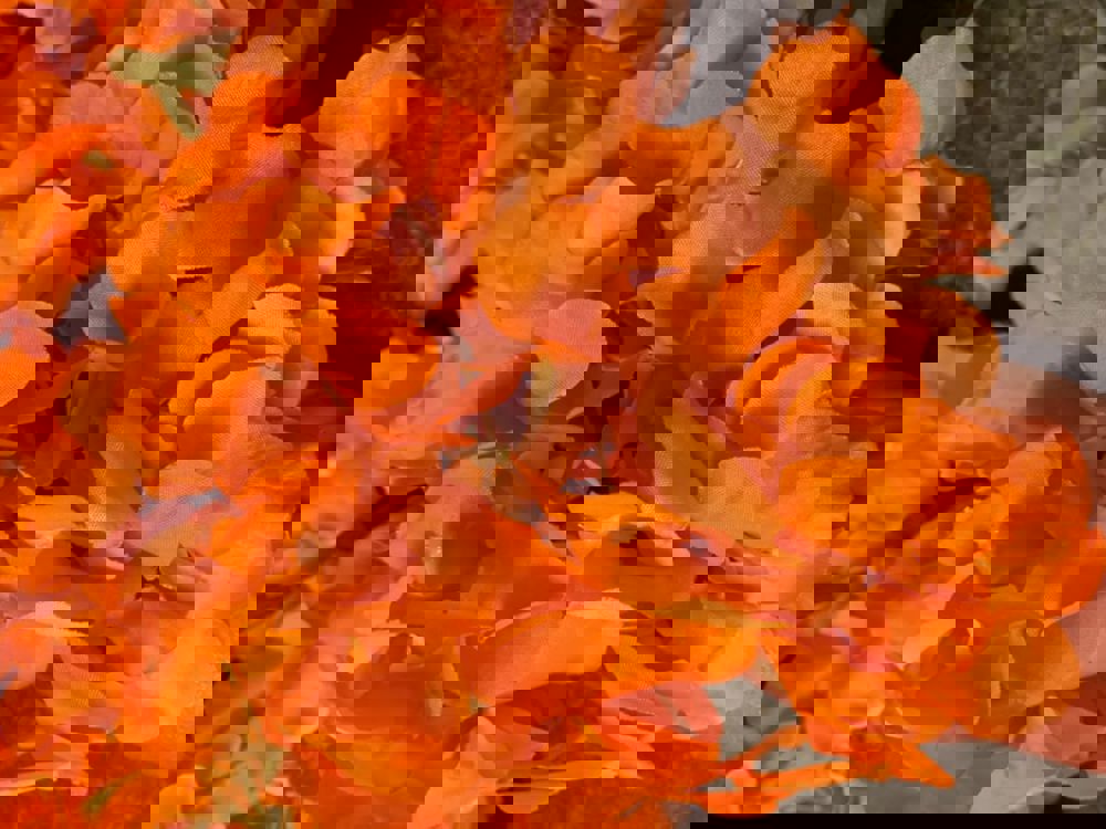 604000