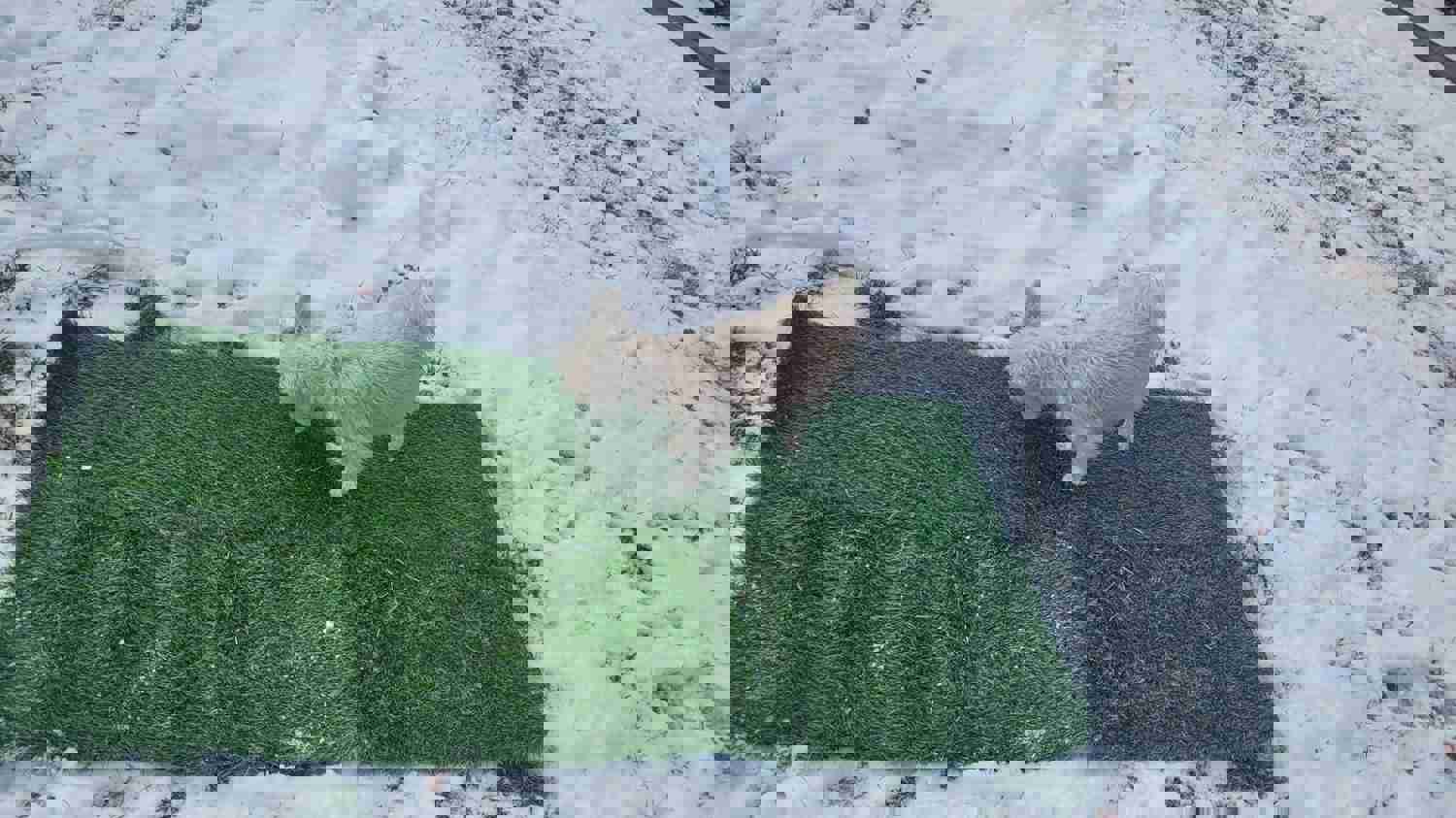 915461