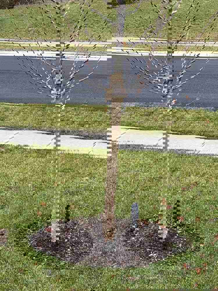 1138273