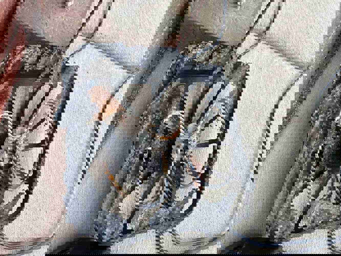 1138033