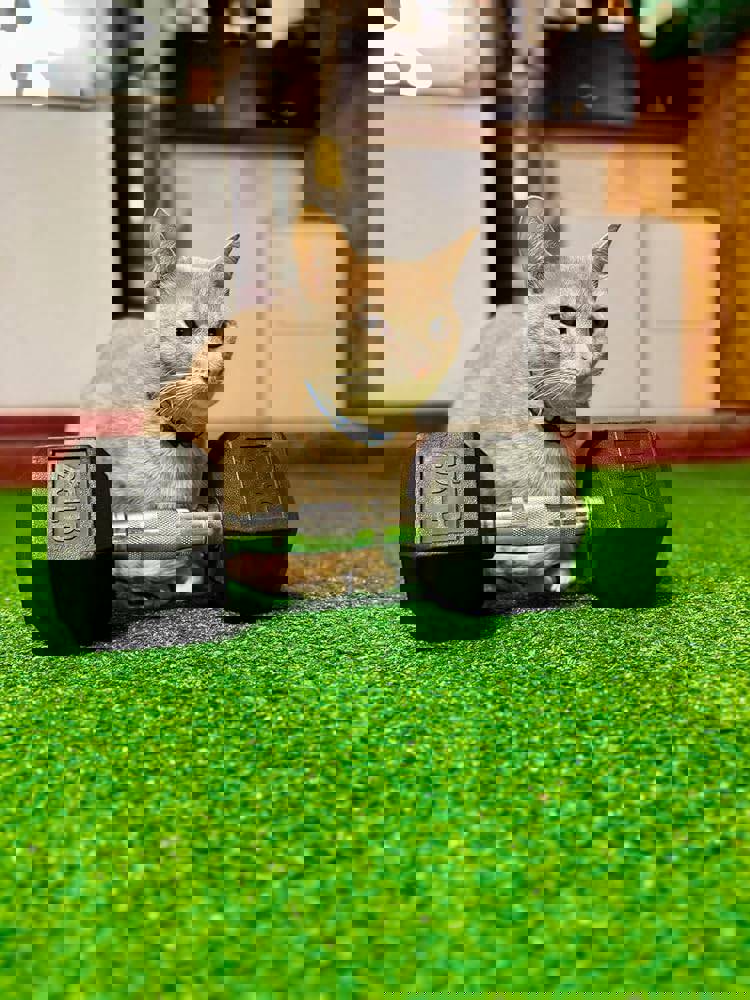1158161