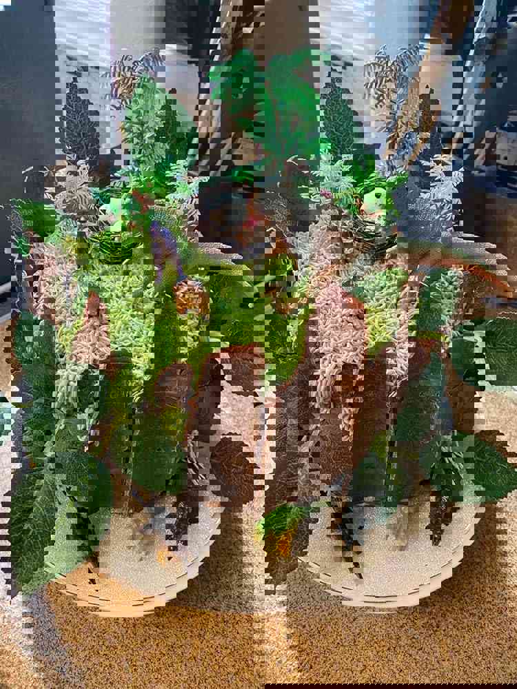 1168342