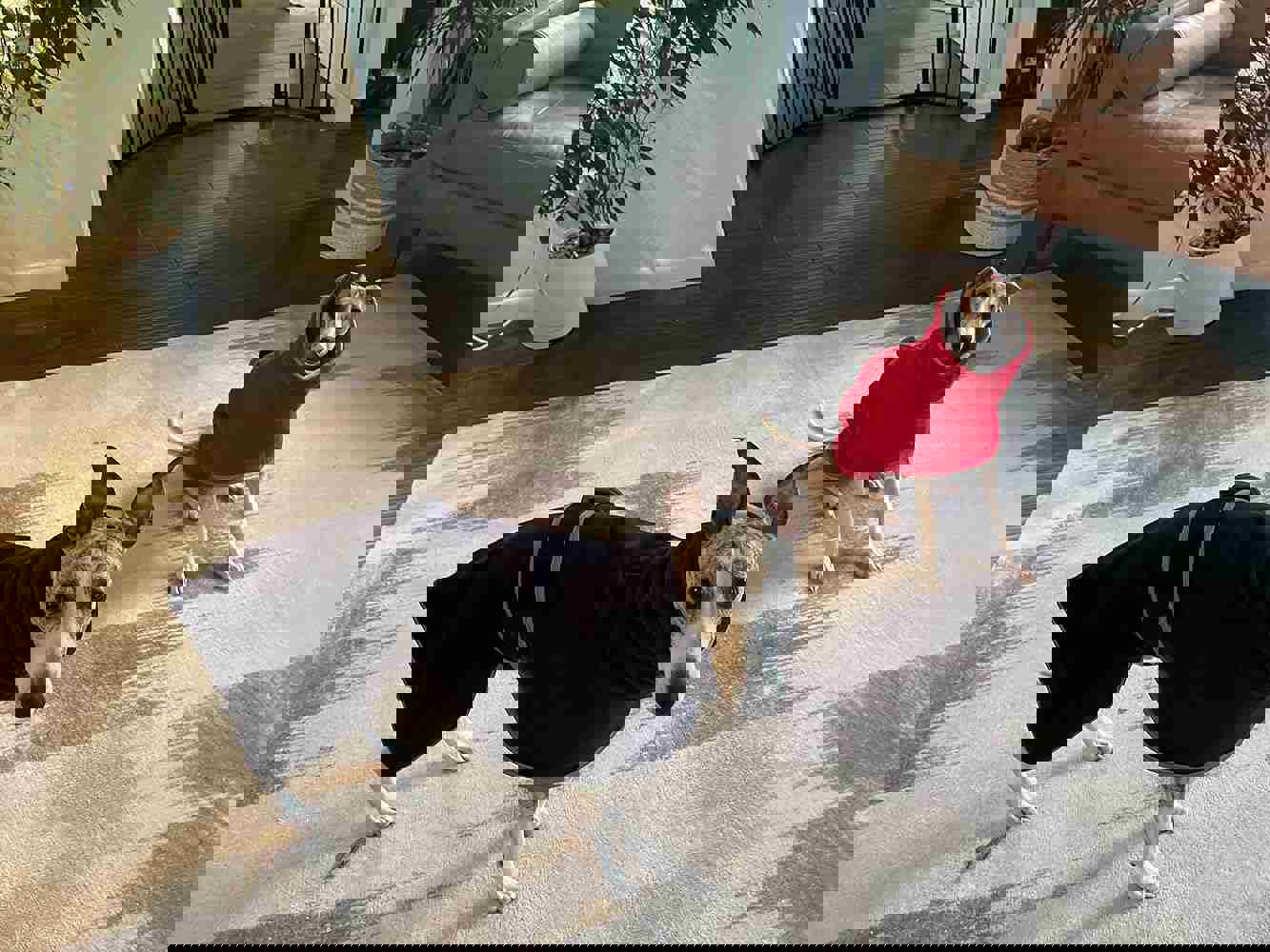 1163899