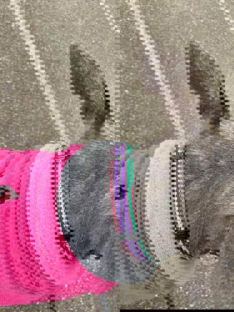1163896