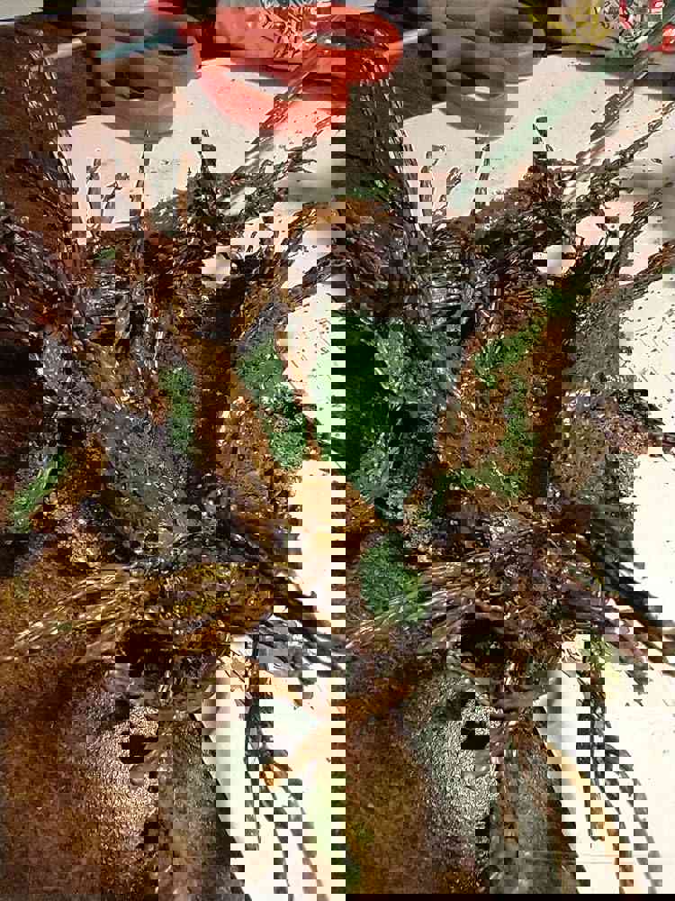 1163924