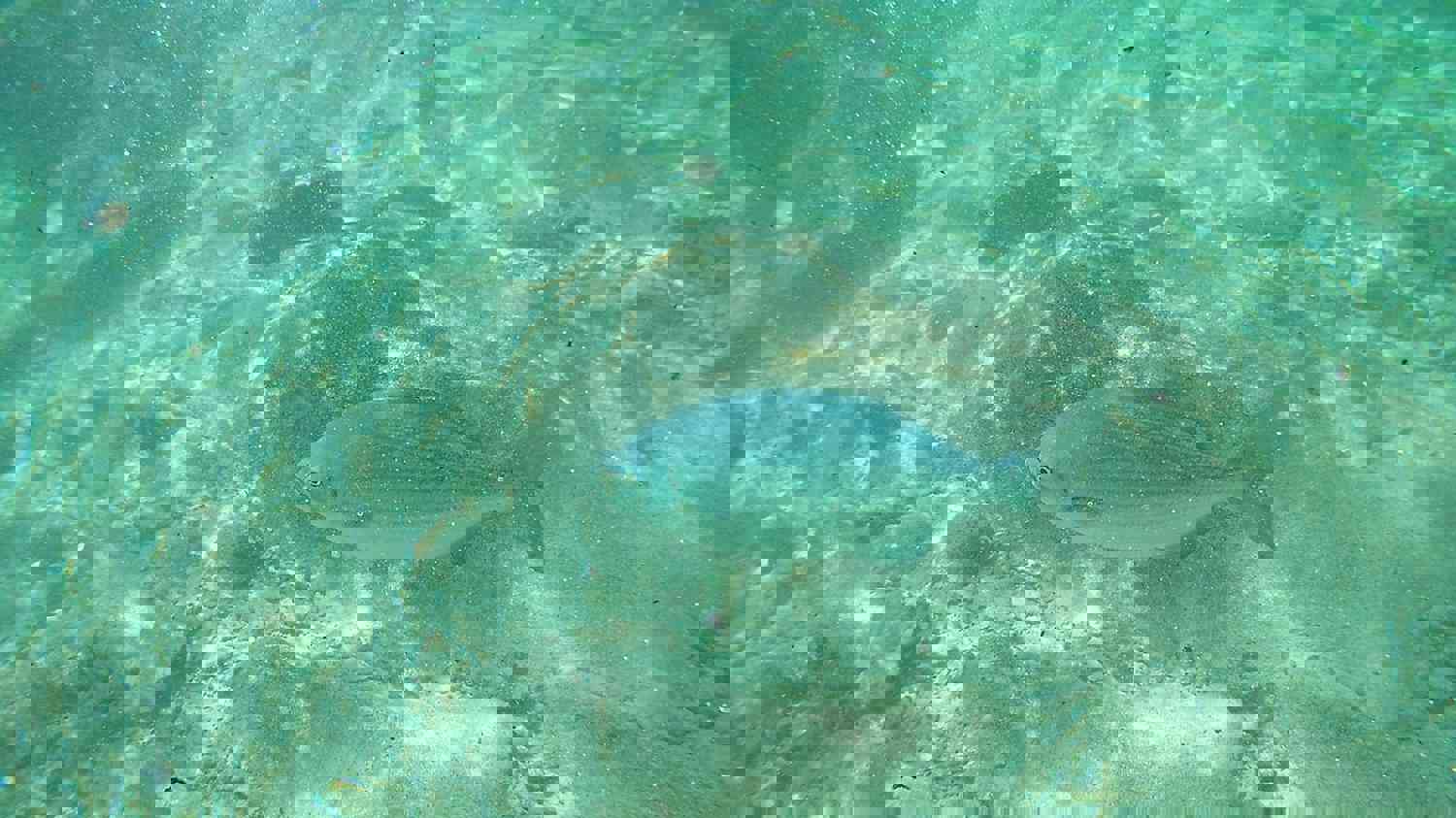 1247398
