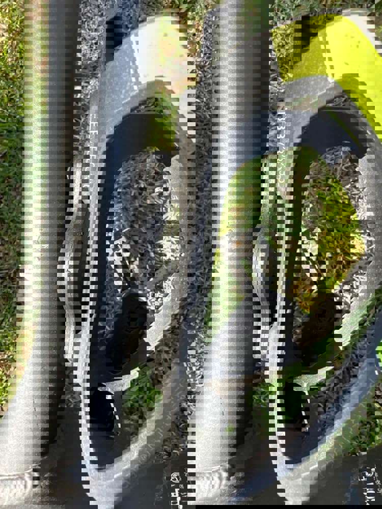 1295043