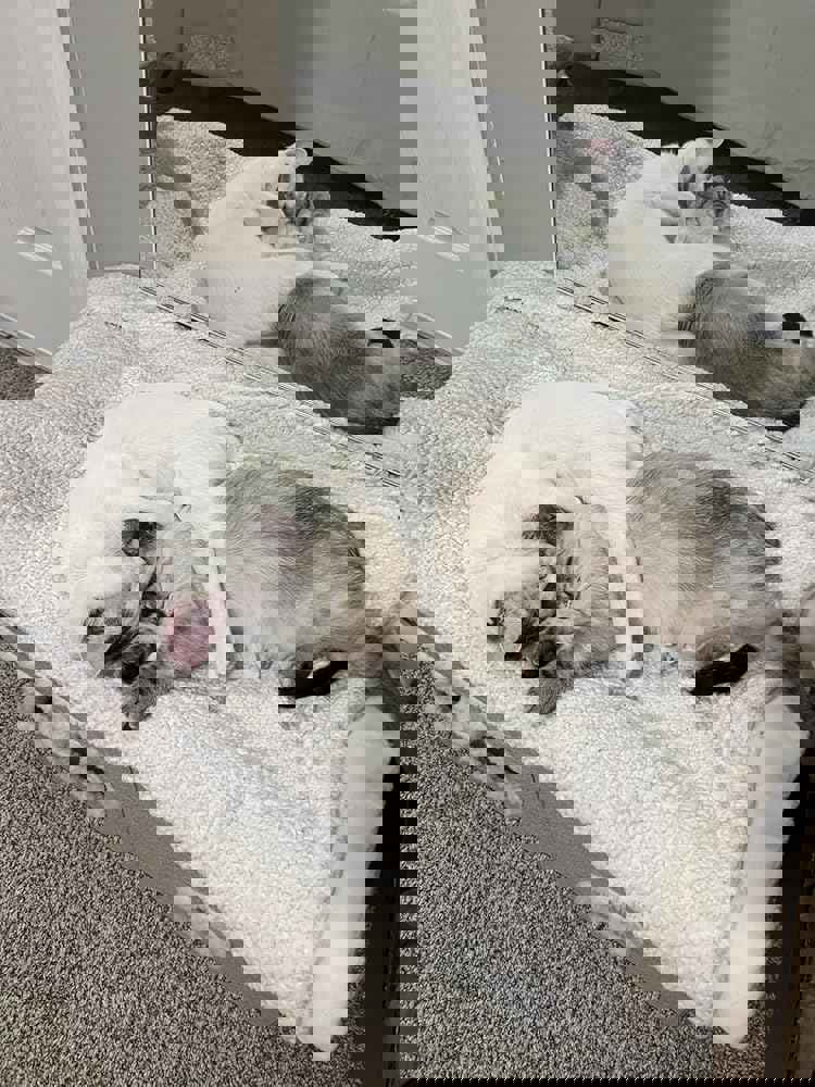 1293266