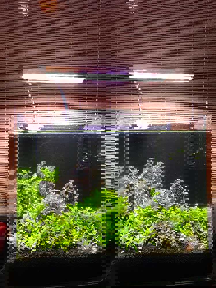 1295198
