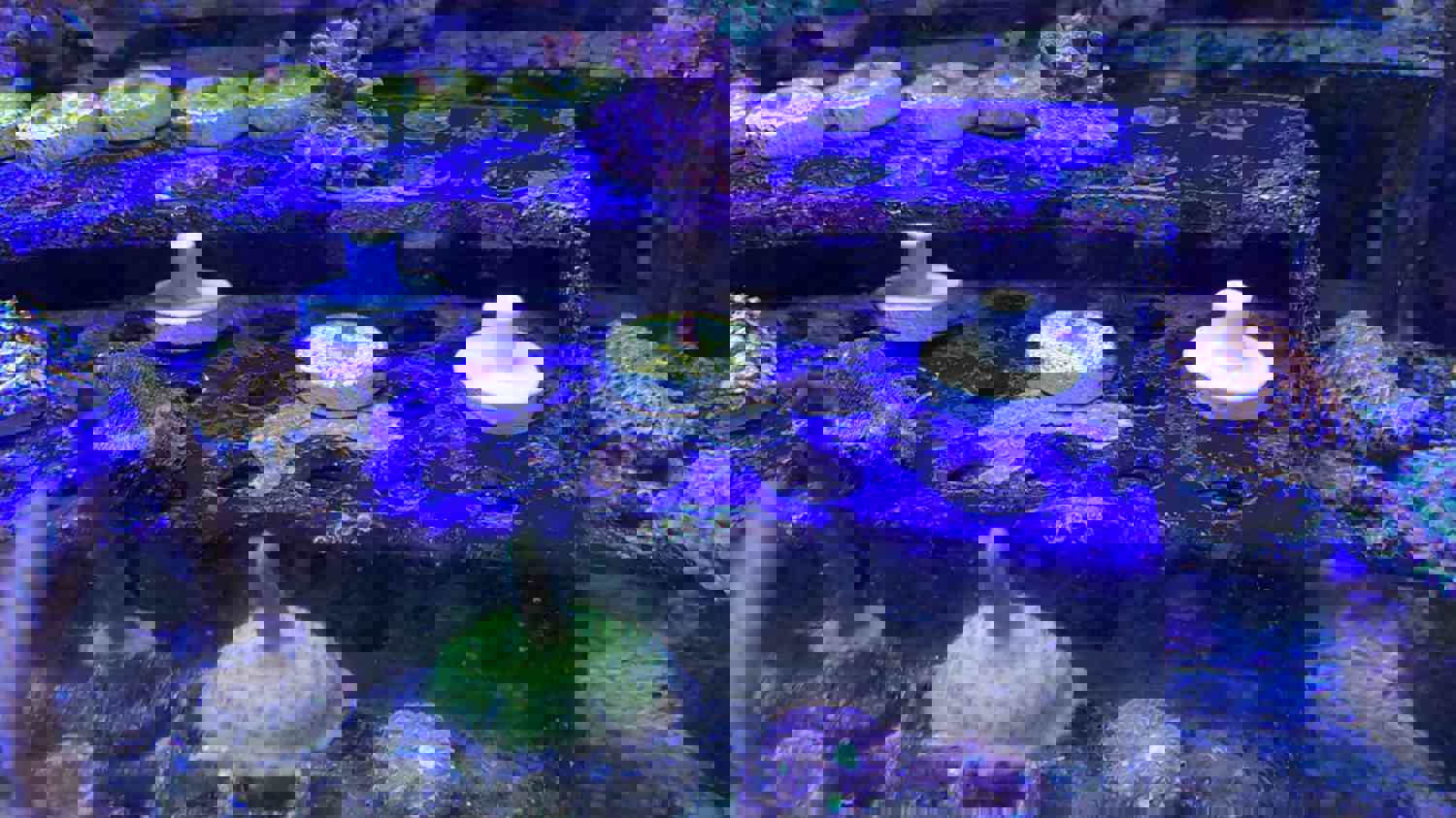 1481752