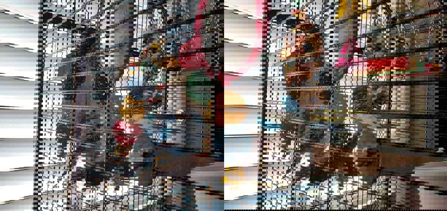 13Packs Bird Parakeet Cockatiel Toys,Parrot Swing Chewing Hanging Toy with Safe Bells,Bird cage Colorful Climbing Standing Rope Natural Wood Ladder Bungee Toys