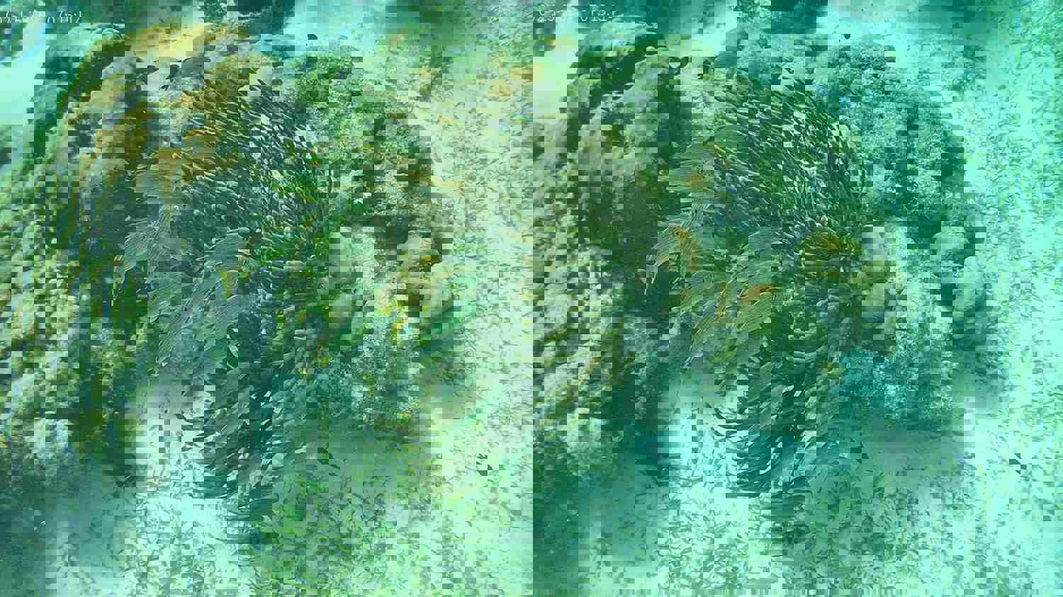 2882333