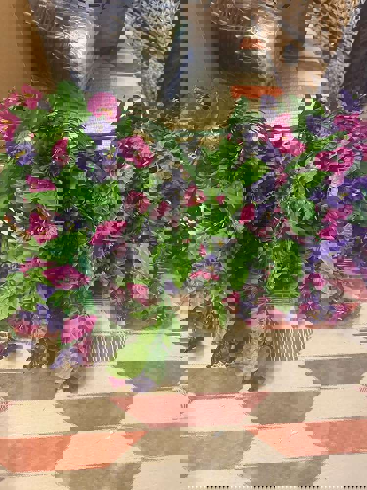 2882081