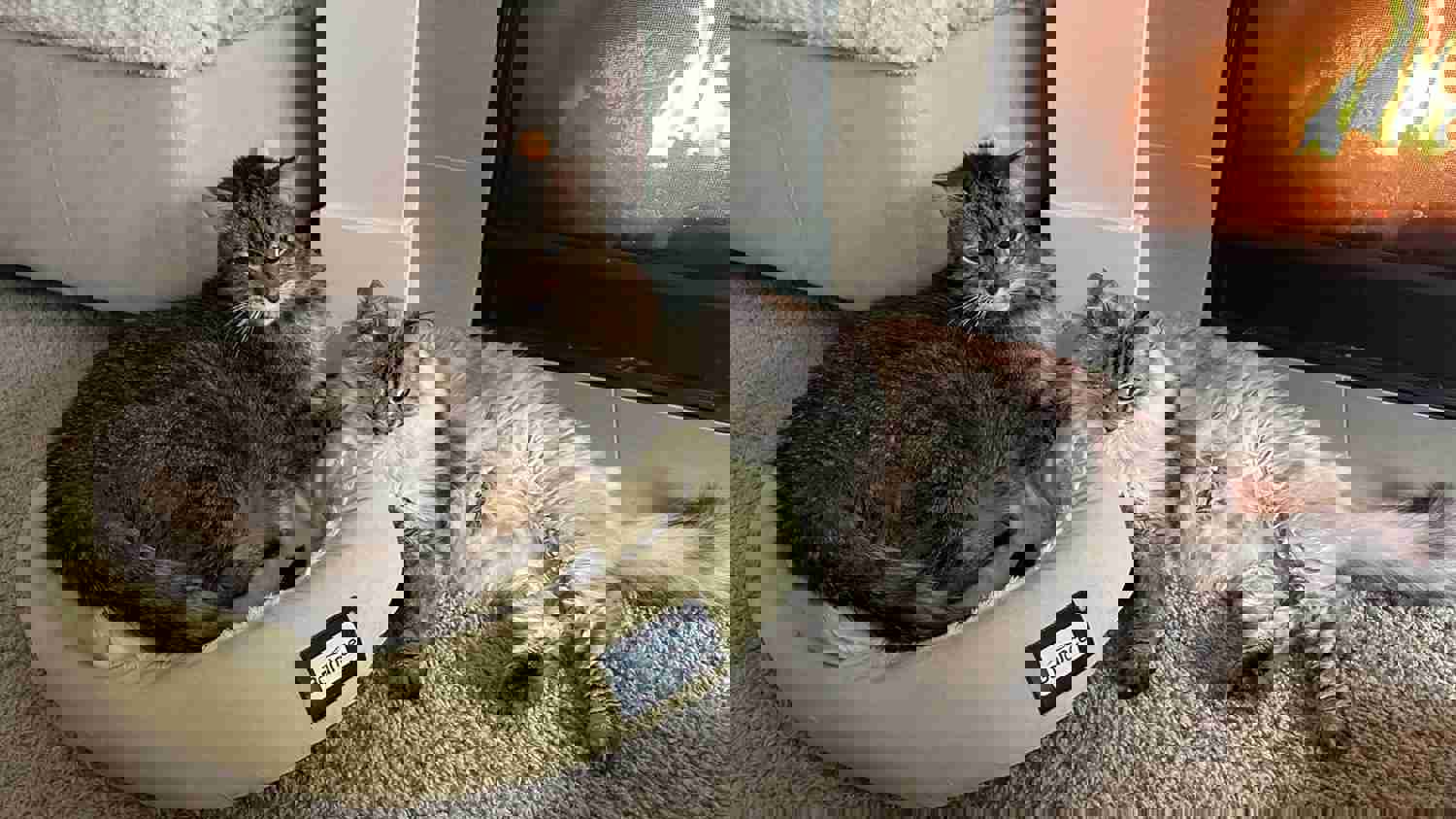 2883081
