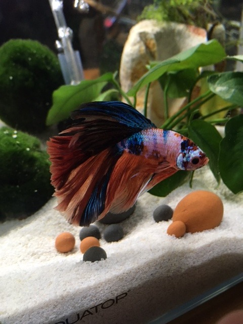 MEIMEI Tourmaline Balls for Betta Fish Tank Accessories.Shrimp Mineral Freshwater Aquarium Tank.Mineral Supplement Substrate.Decorate Fish Bowl Balls,Snail,Betta Fish Goldfish Food,Live Shrimp Food.