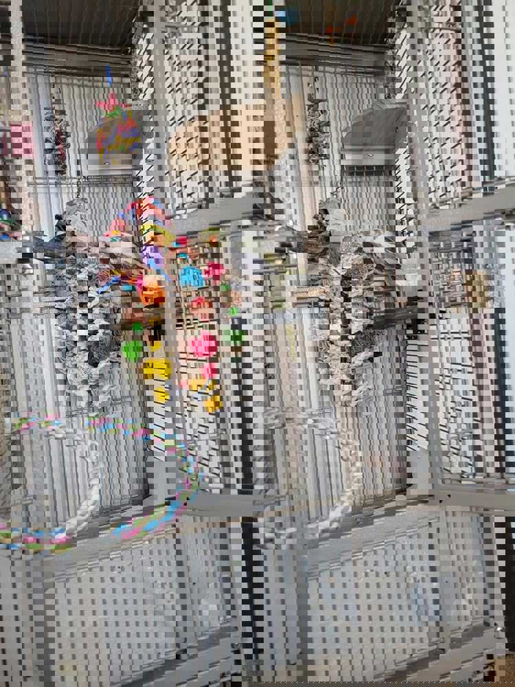 Cokliomc Parrot Toys, Natural Corn cob Bird chew Toys for Small and Medium-Sized Macaws, African Grey Parrots, Amazon Parrots, Medium-Sized Bird cage Toys