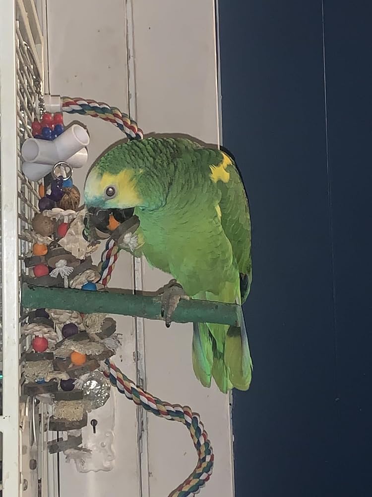 Jusney Bird Rope Perches,Parrot Toys 21 inches Rope Bungee Bird Toy (21 inches)[1 Pack]