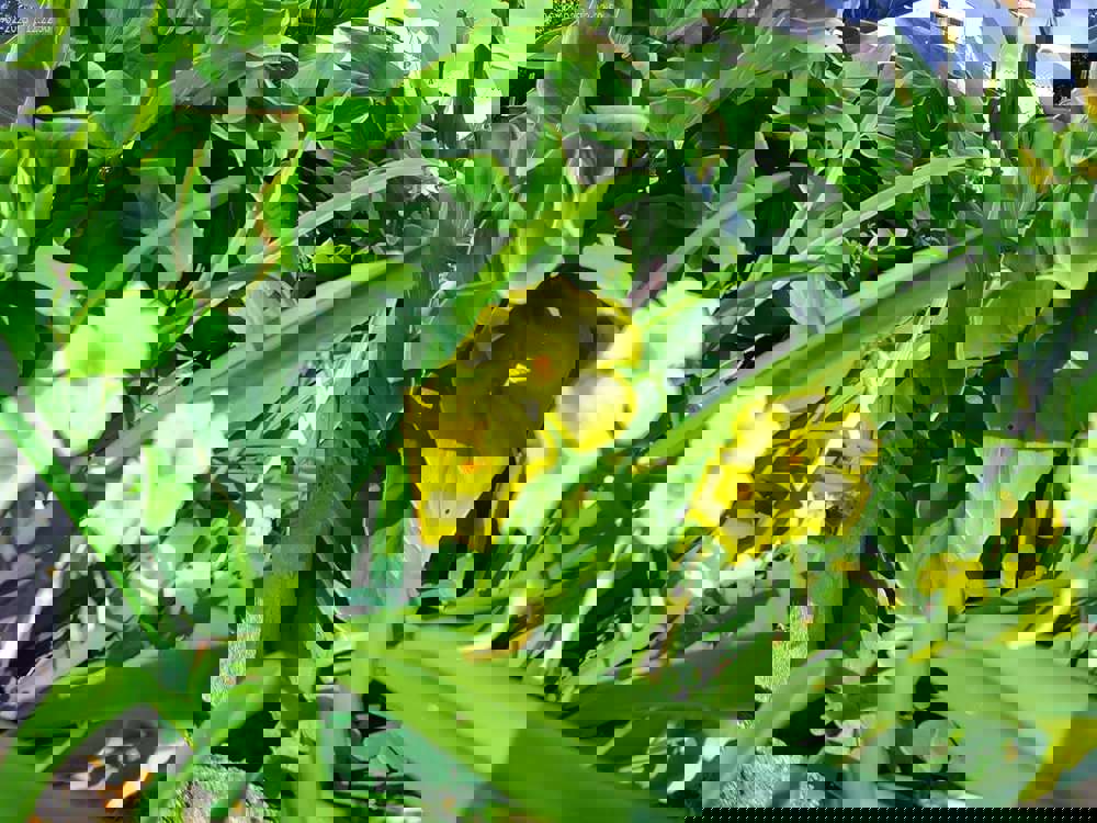 385809