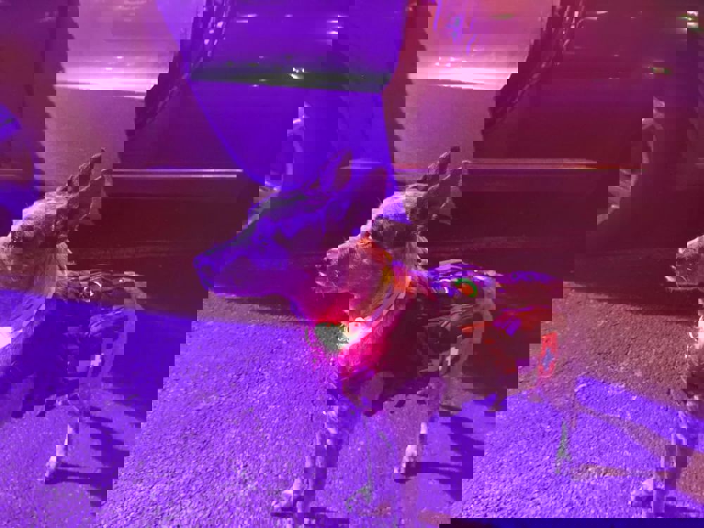 382631