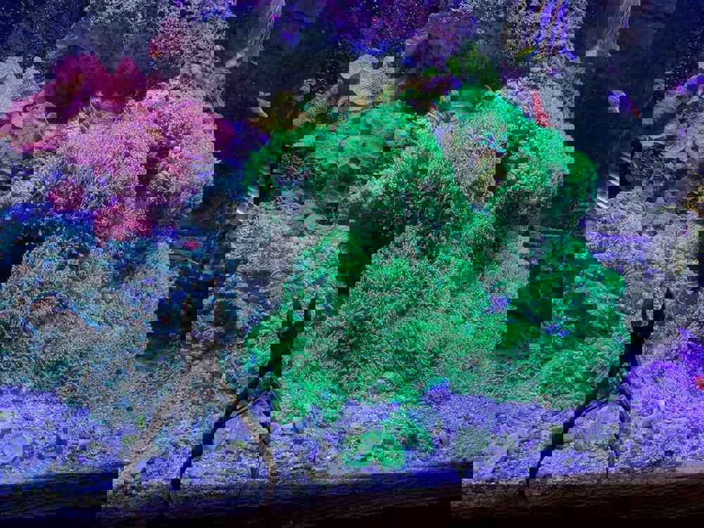 592782
