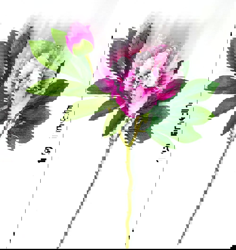 582675