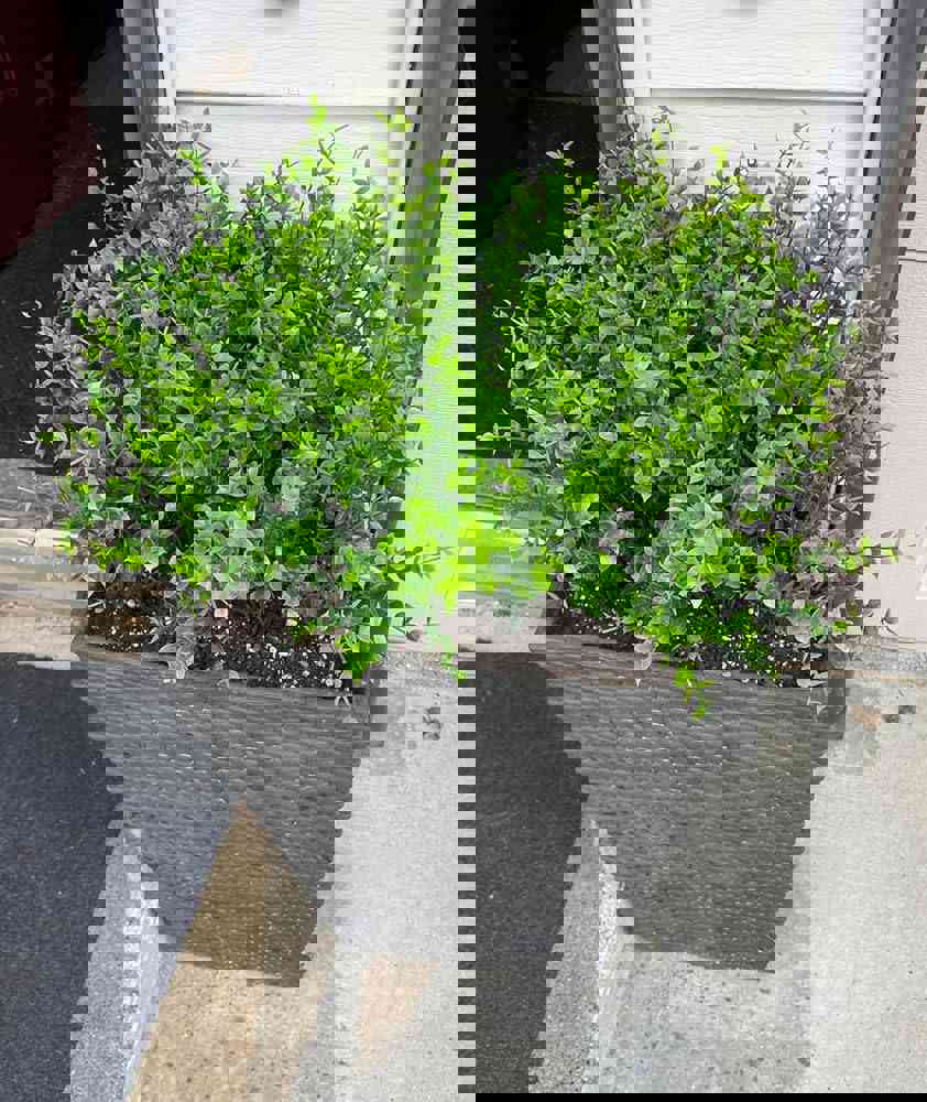 585903