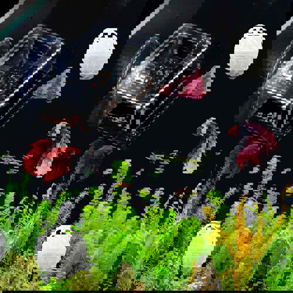 595061